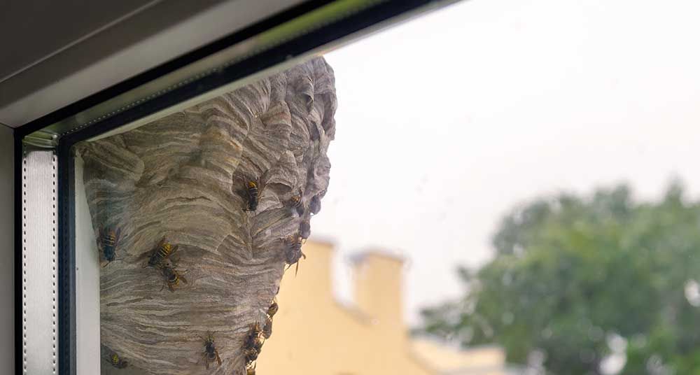 wasp's nest